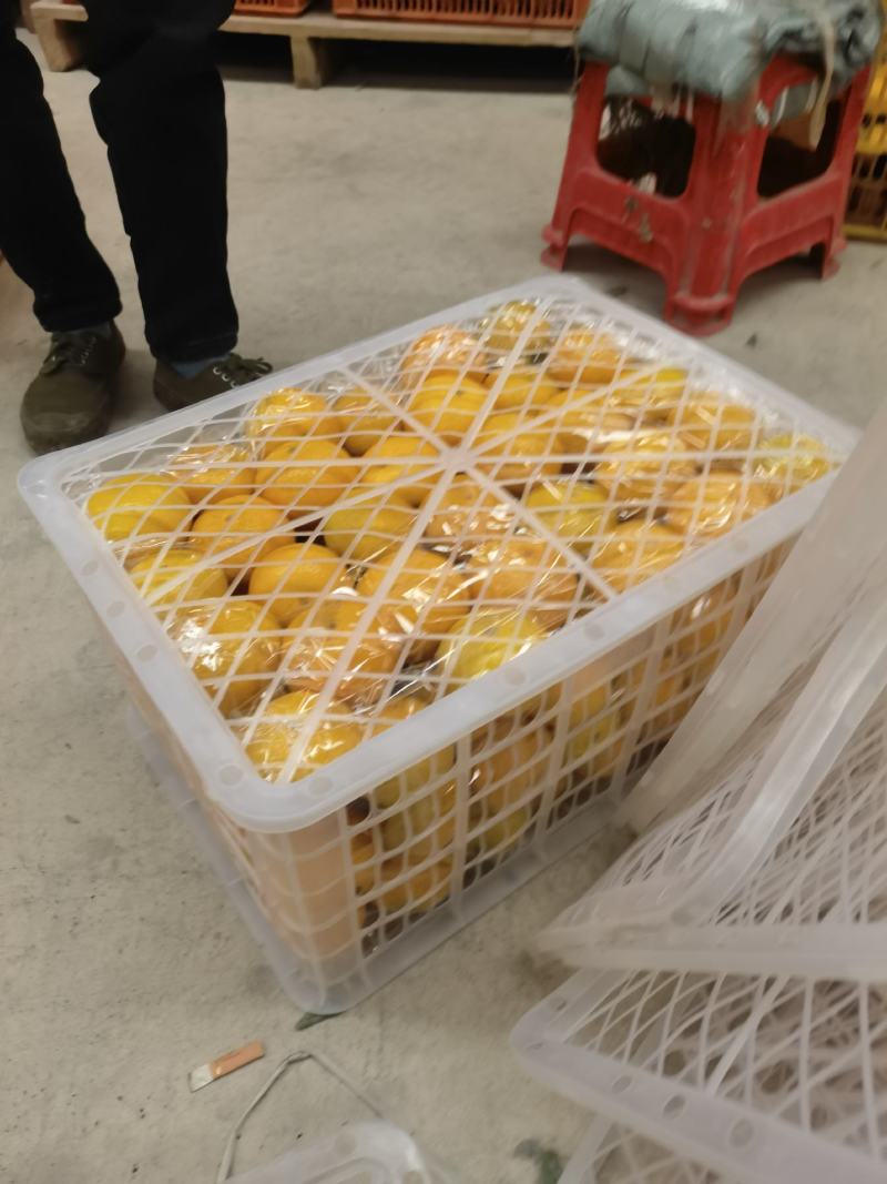 黄金柑，青香味甜，无酸味。70起步