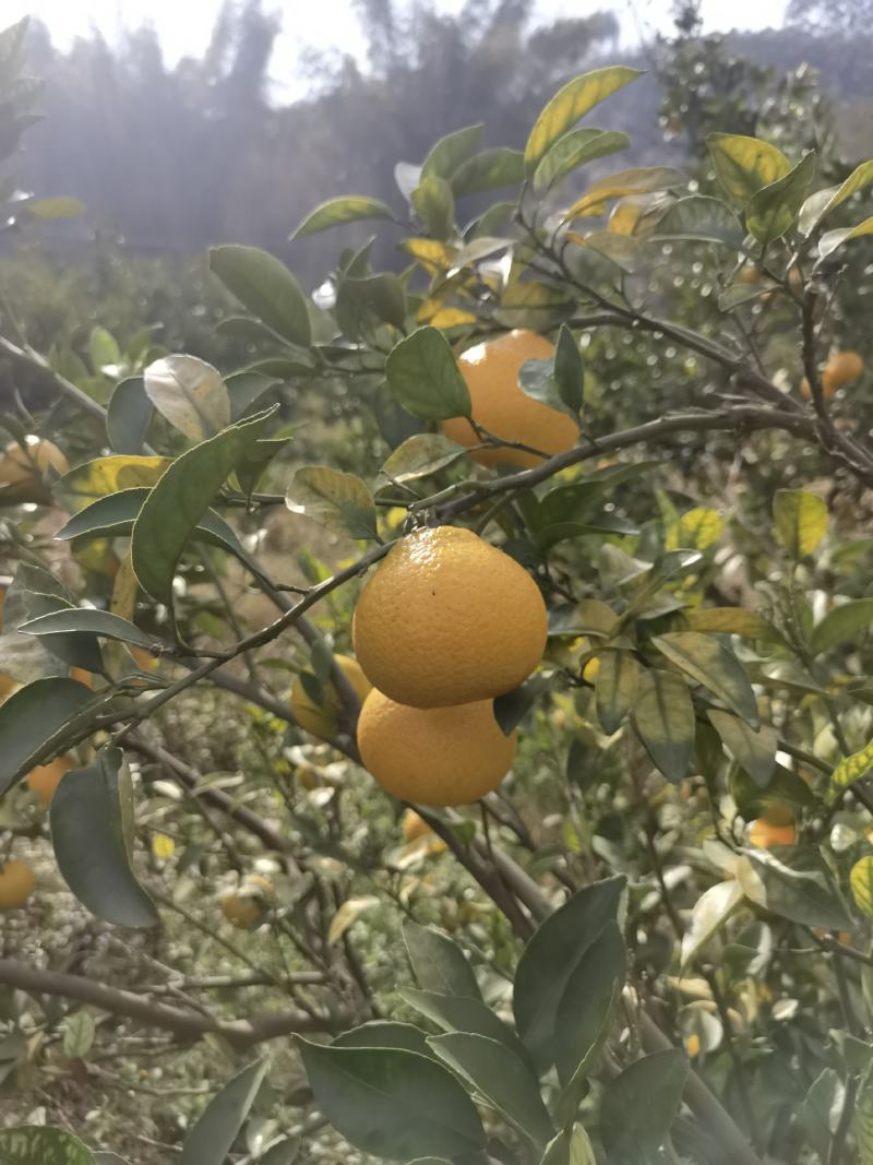 黄金柑，青香味甜，无酸味。70起步