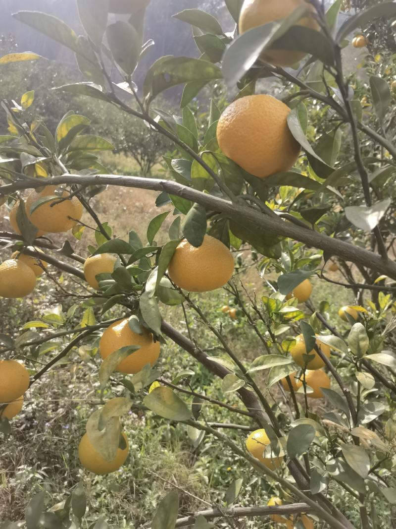 黄金柑，青香味甜，无酸味。70起步