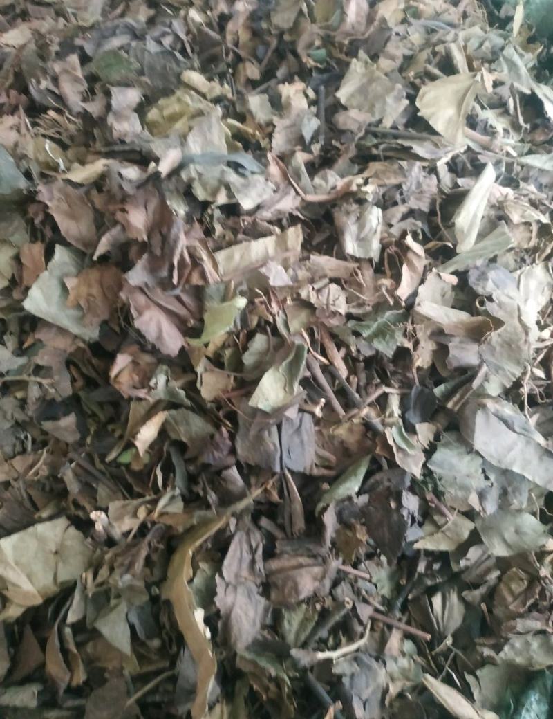 九节茶～肿节风～质量保证～质量好欢迎咨询采购