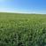 哈萨克斯坦旱地出租14.2万亩
