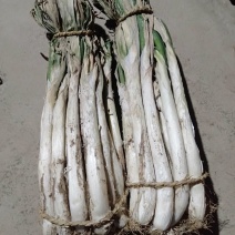 大葱