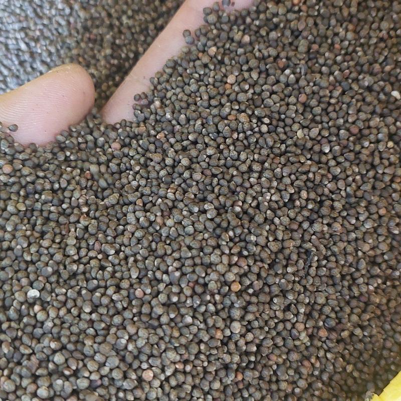 紫苏籽，云南大理高原生态紫苏，黑紫苏，可用调料，榨油，