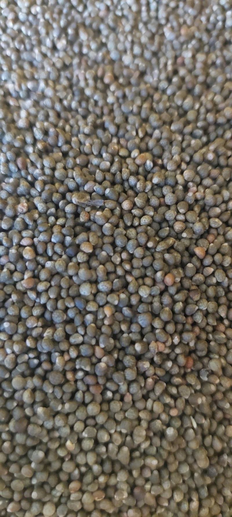 紫苏籽，云南大理高原生态紫苏，黑紫苏，可用调料，榨油，