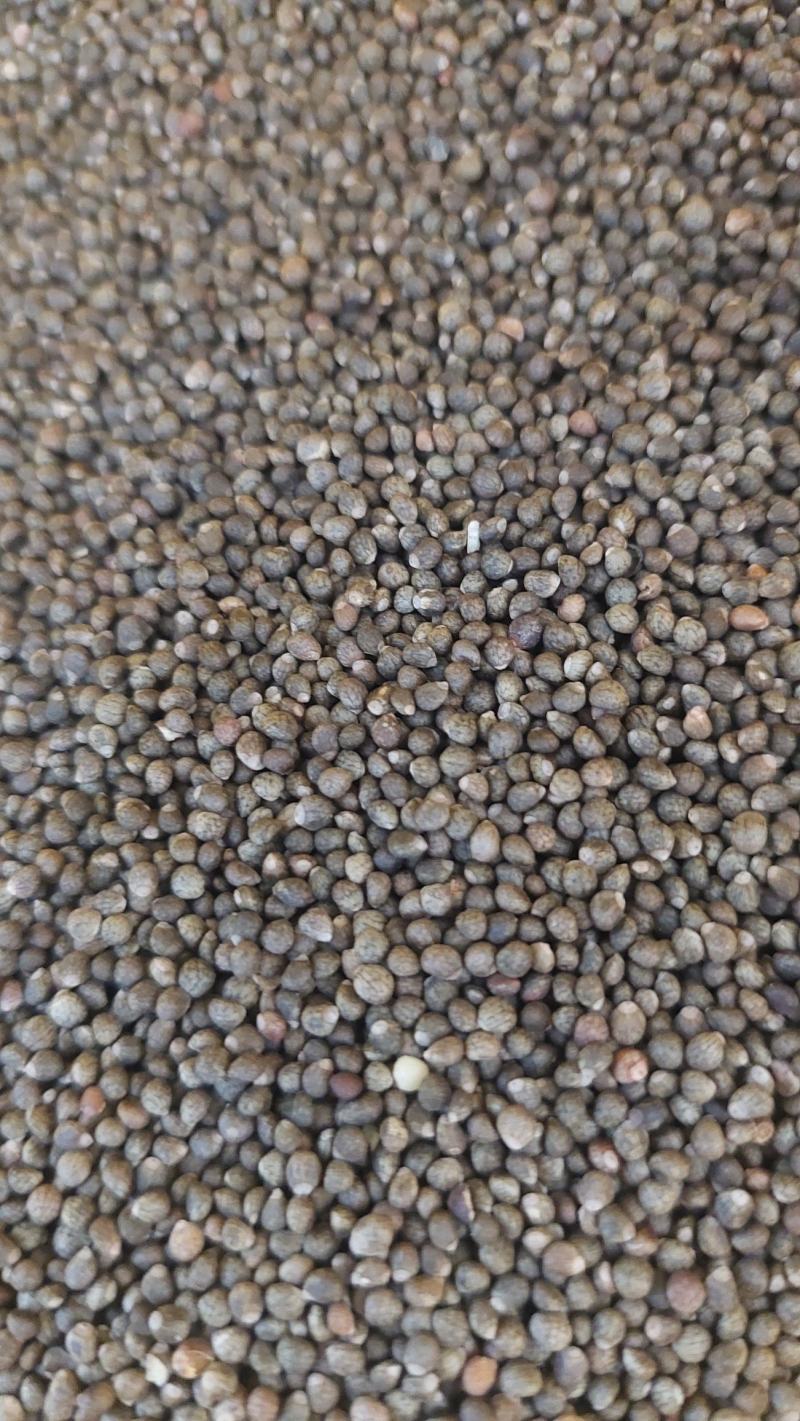 紫苏籽，云南大理高原生态紫苏，黑紫苏，可用调料，榨油，