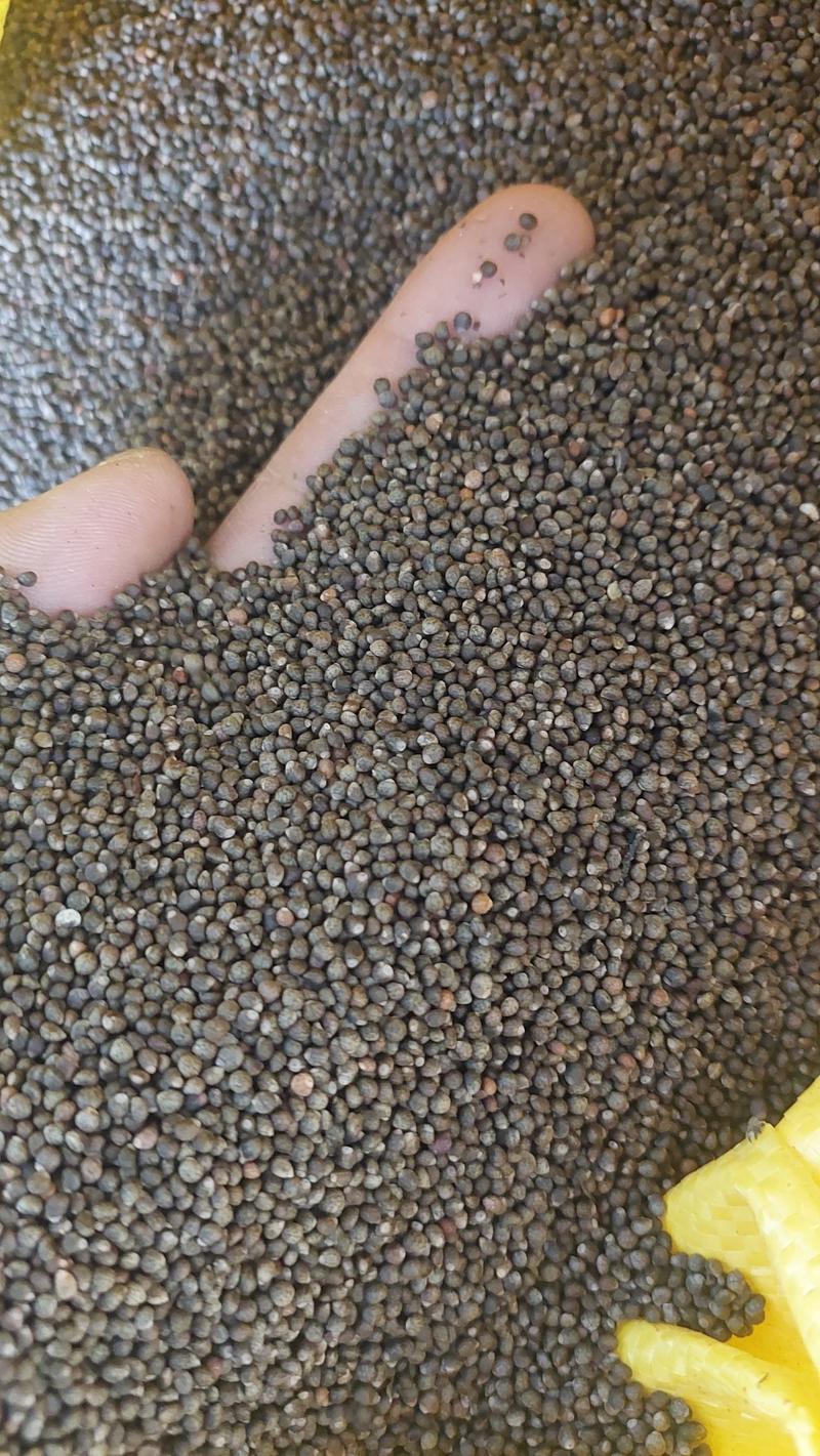 紫苏籽，云南大理高原生态紫苏，黑紫苏，可用调料，榨油，