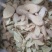 赤苍藤～1公斤起售～质量好欢迎咨询采购