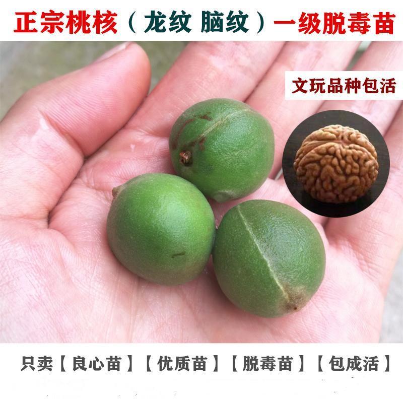 云南铁核桃野生特级云铁文玩核桃精品配对打底元宝金蟾蛤蟆头