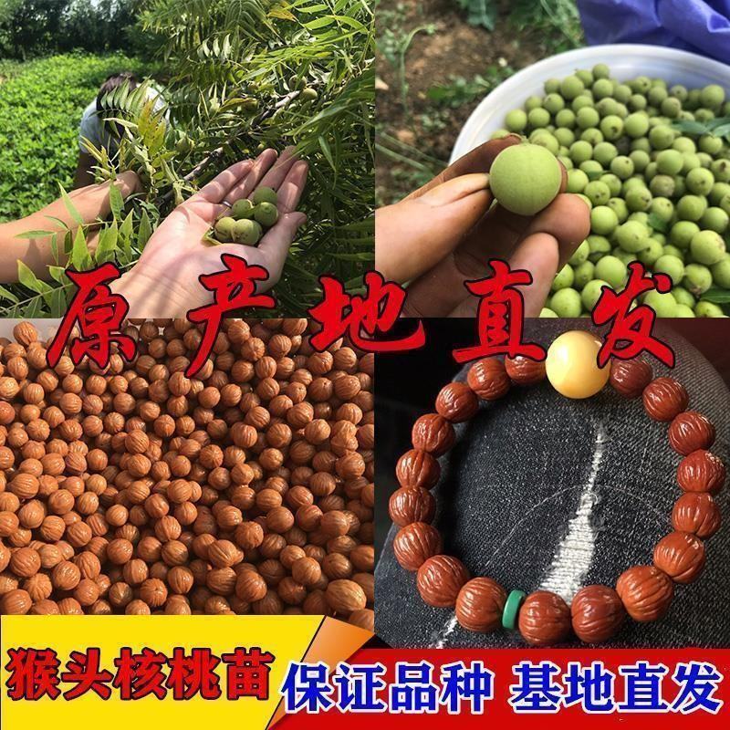 云南铁核桃野生特级云铁文玩核桃精品配对打底元宝金蟾蛤蟆头