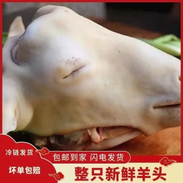 羊头整只新鲜带皮羊头肉羊脸肉羊头整个新鲜带骨冷冻生羊头