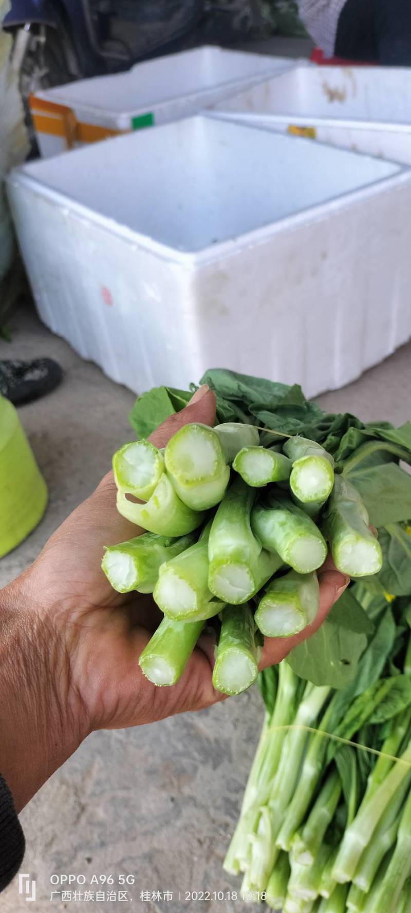 【白菜苔】白菜芯甜菜心产地直供一手货源全国发货