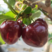 【樱桃】美早樱桃大量供应，商超品质，品质保证，可视频看货