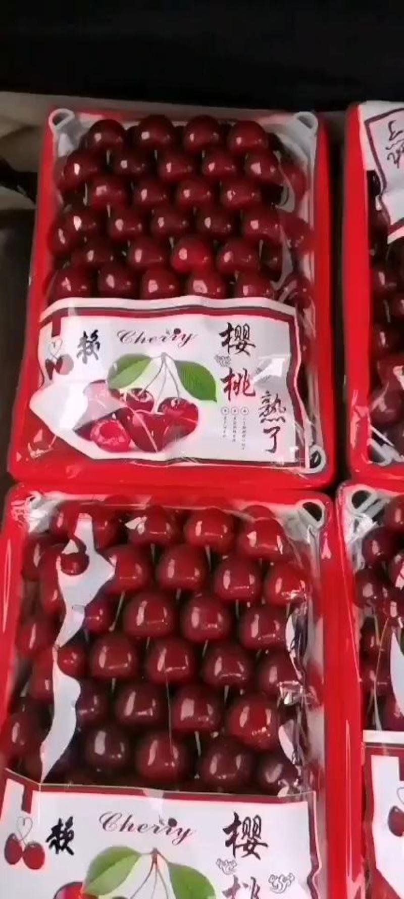 【樱桃】美早樱桃大量供应，商超品质，品质保证，可视频看货