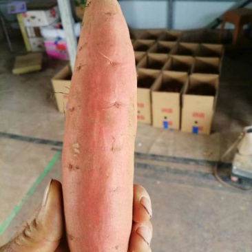【红薯】济薯26大量供应,商超品质,可视频看货,欢迎来电