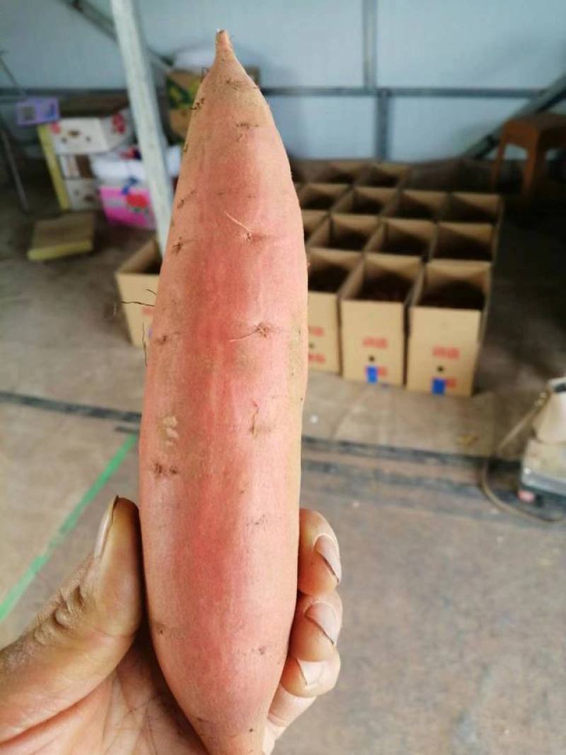 【红薯】济薯26大量供应，商超品质，可视频看货，欢迎来电