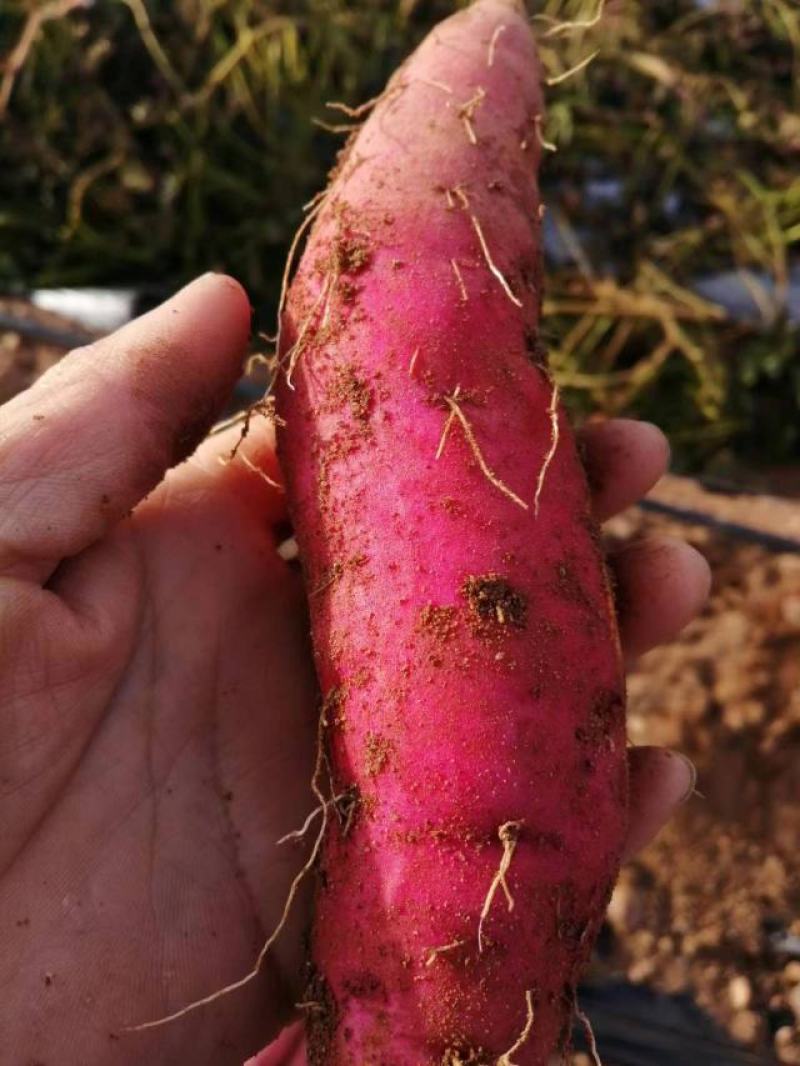 【红薯】辽宁精品烟薯基地直供，货源充足商超品质，视频看货