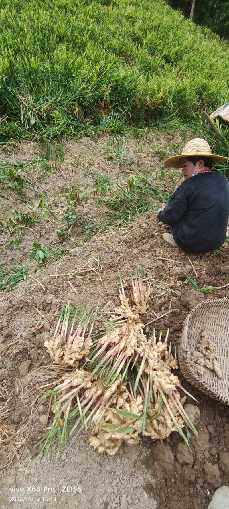 瑶山大黄姜老姜产地直发价格优惠一手货源品质好口感辛辣