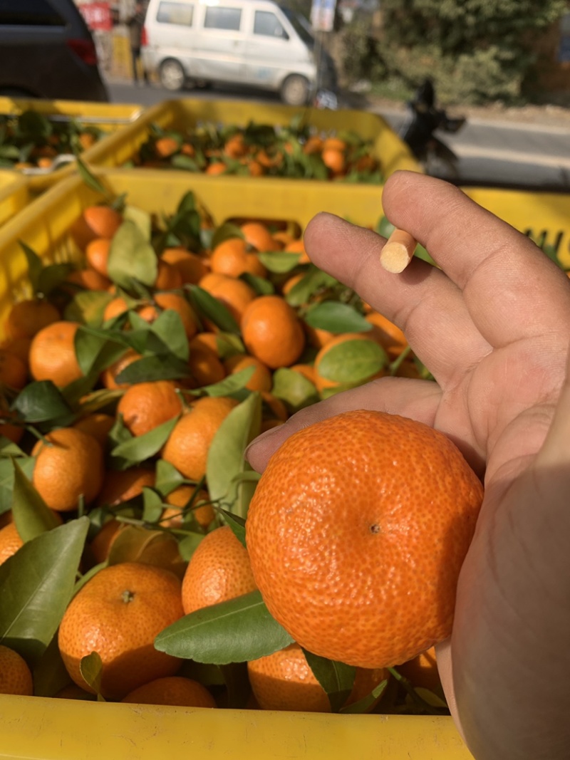 大量砂糖橘