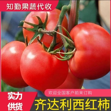 山东莘县西红柿大红硬果番茄货源充足量大从优欢迎联系