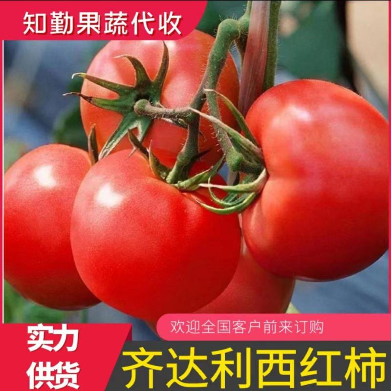 山东莘县西红柿大红硬果番茄货源充足量大从优欢迎联系