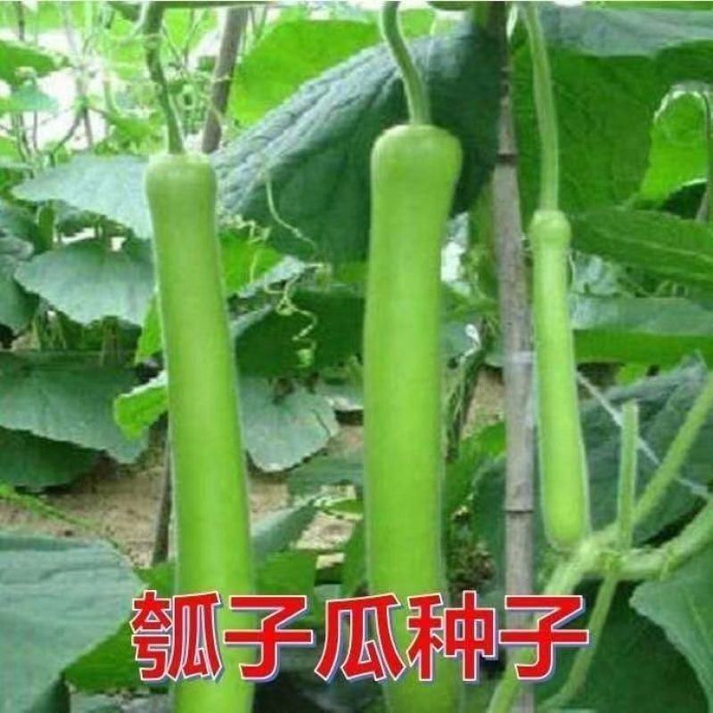 春秋播种早熟耐低温瓠瓜种子浙蒲2号/浙蒲6号产量高