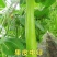 春秋播种早熟耐低温瓠瓜种子浙蒲2号/浙蒲6号产量高