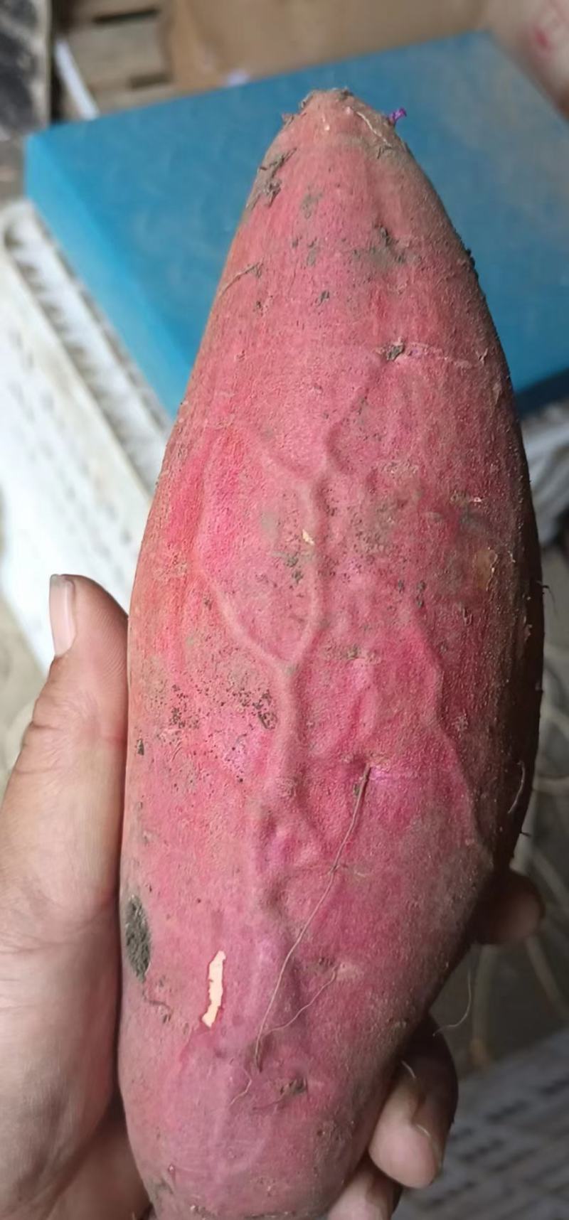 库存200万斤，按级分拣