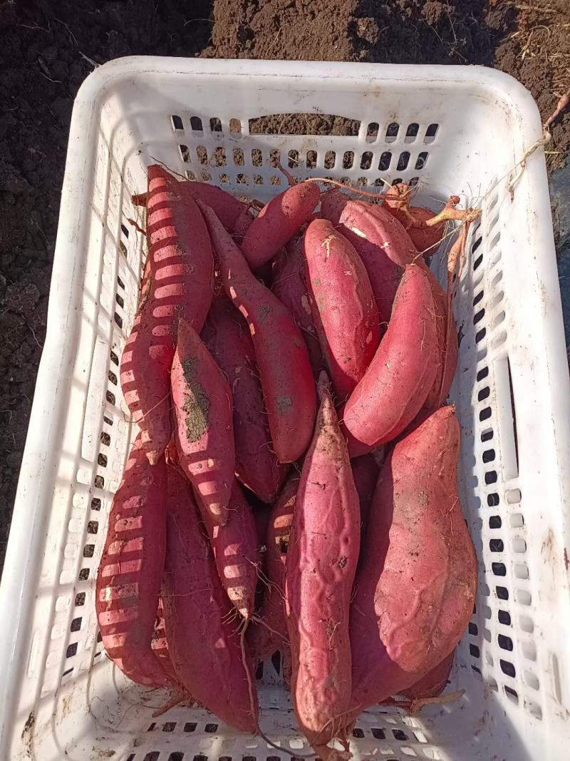 库存200万斤，按级分拣