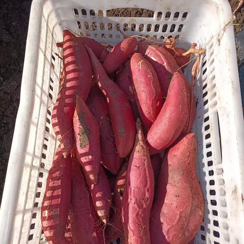 库存200万斤，按级分拣