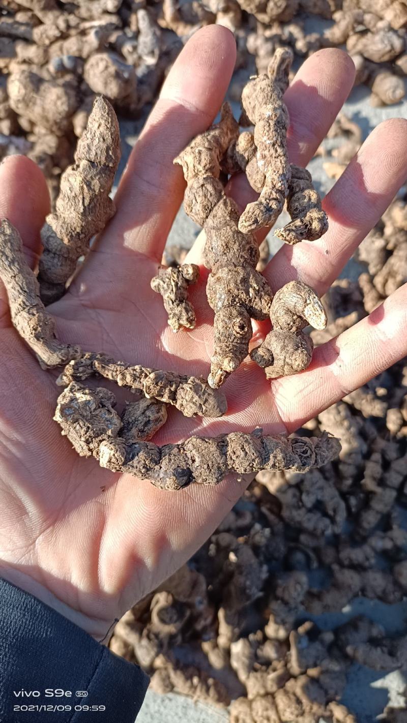 纯野生朱砂点儿茅苍术全撞皮符合药典标准可开发
