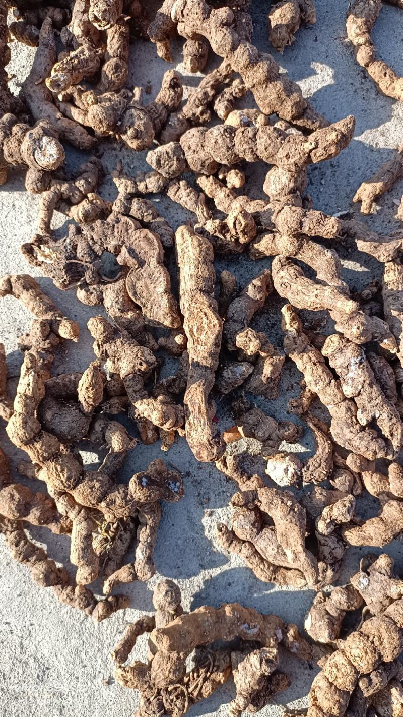 纯野生朱砂点儿茅苍术全撞皮符合药典标准可开发