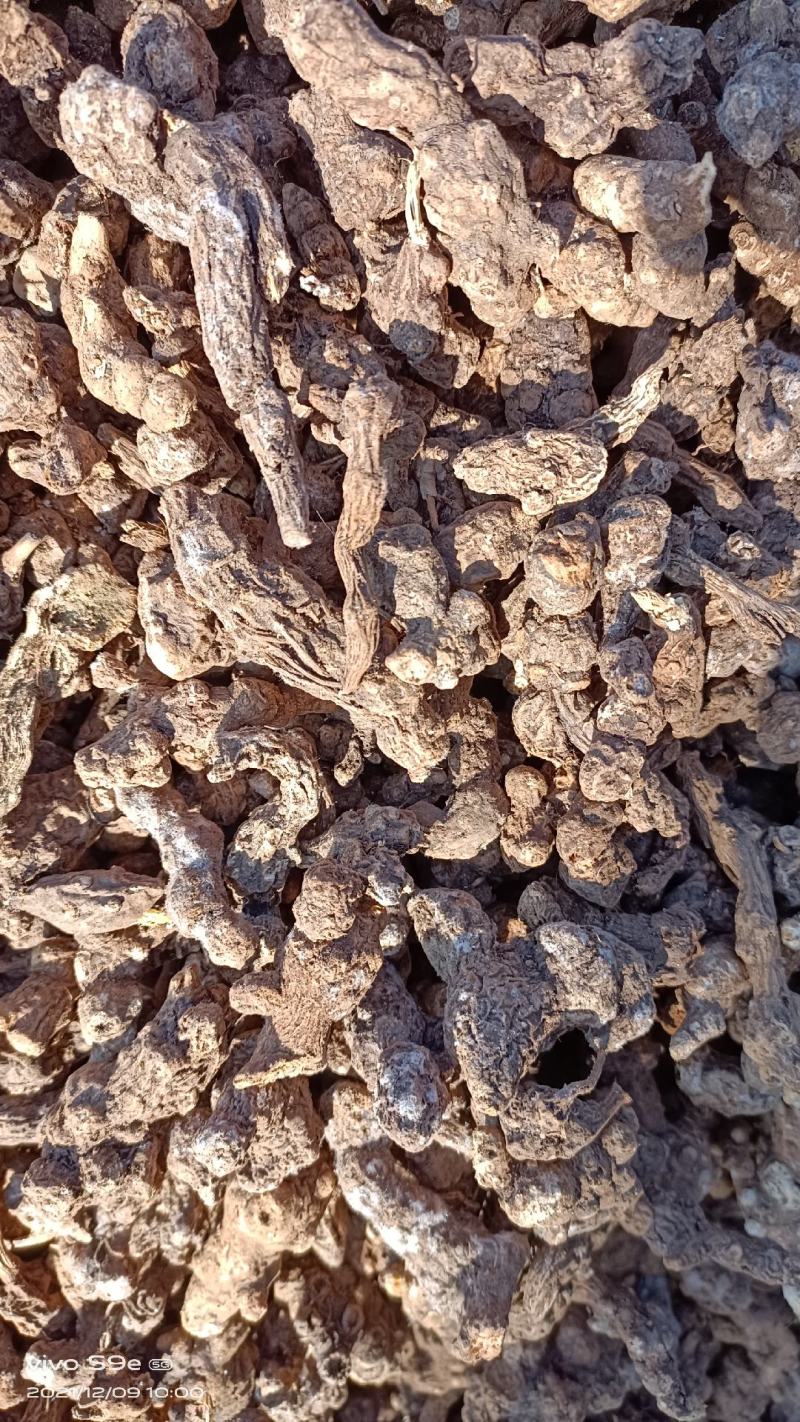 纯野生朱砂点儿茅苍术全撞皮符合药典标准可开发