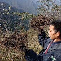 纯野生朱砂点儿茅苍术全撞皮符合药典标准可开发