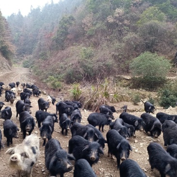 藏香猪、放养、土猪、香猪
