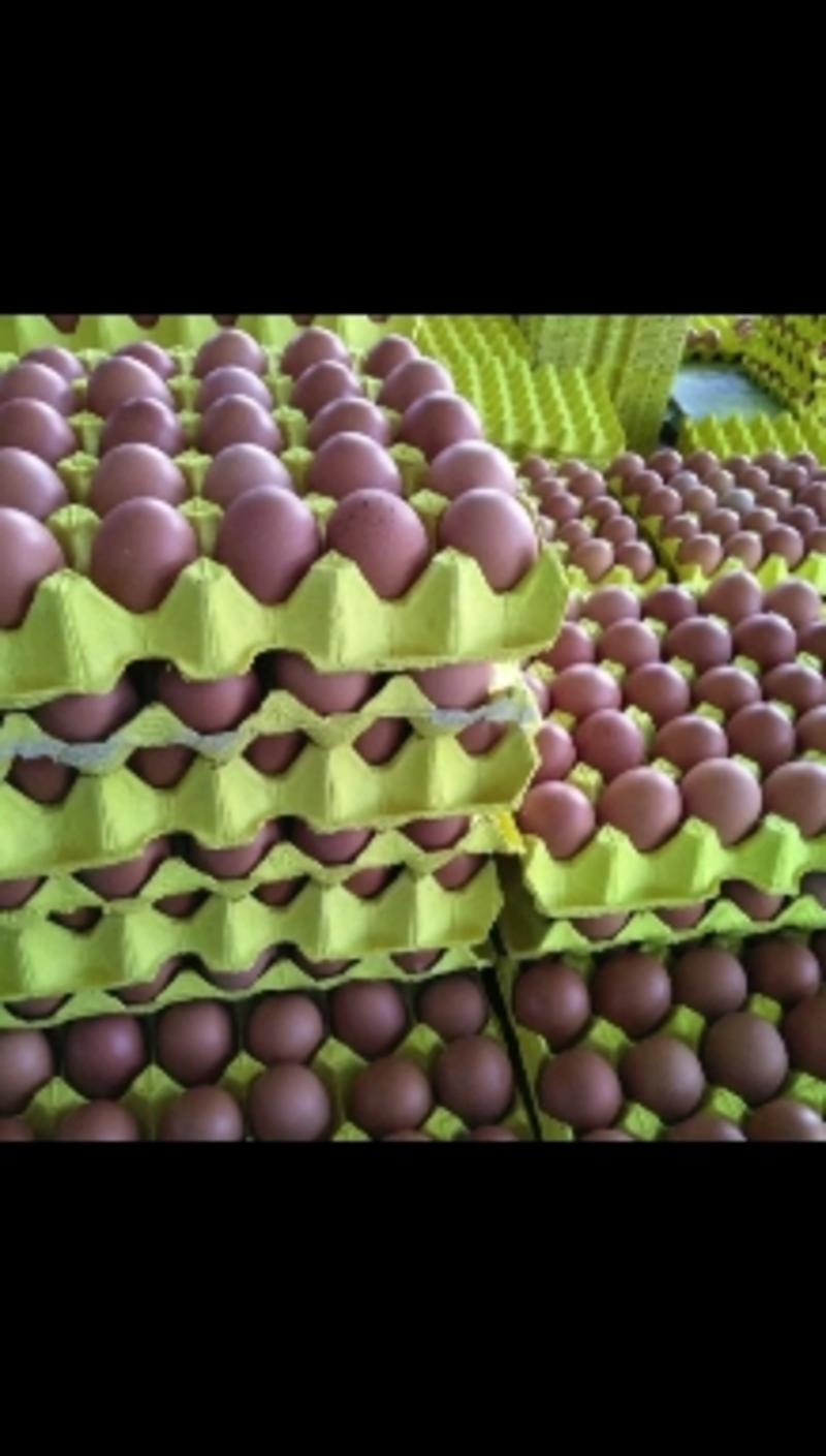 红壳洋鸡蛋批发，360枚，各种规格都有，常年供货