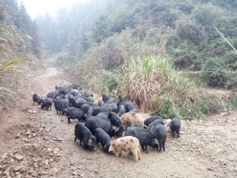 藏香猪、放养、土猪、香猪