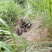 藏香猪、放养、土猪、香猪