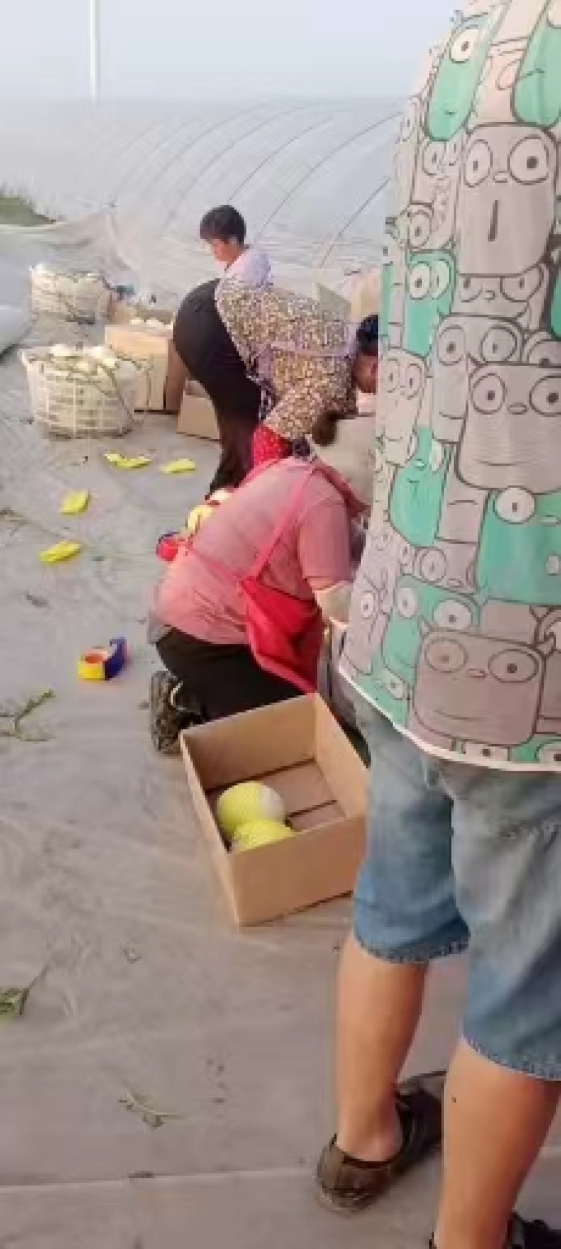 江苏东台玉菇甜瓜，基地一手货源保质保量全国发