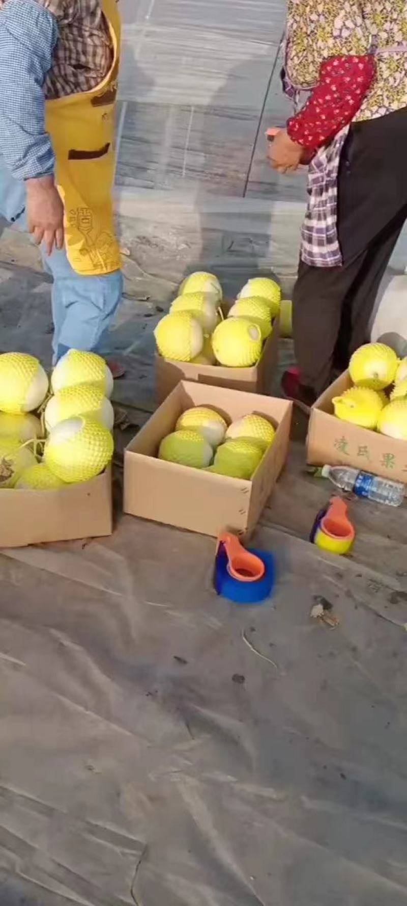 江苏东台玉菇甜瓜，基地一手货源保质保量全国发