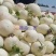 江苏东台玉菇甜瓜，基地一手货源保质保量全国发