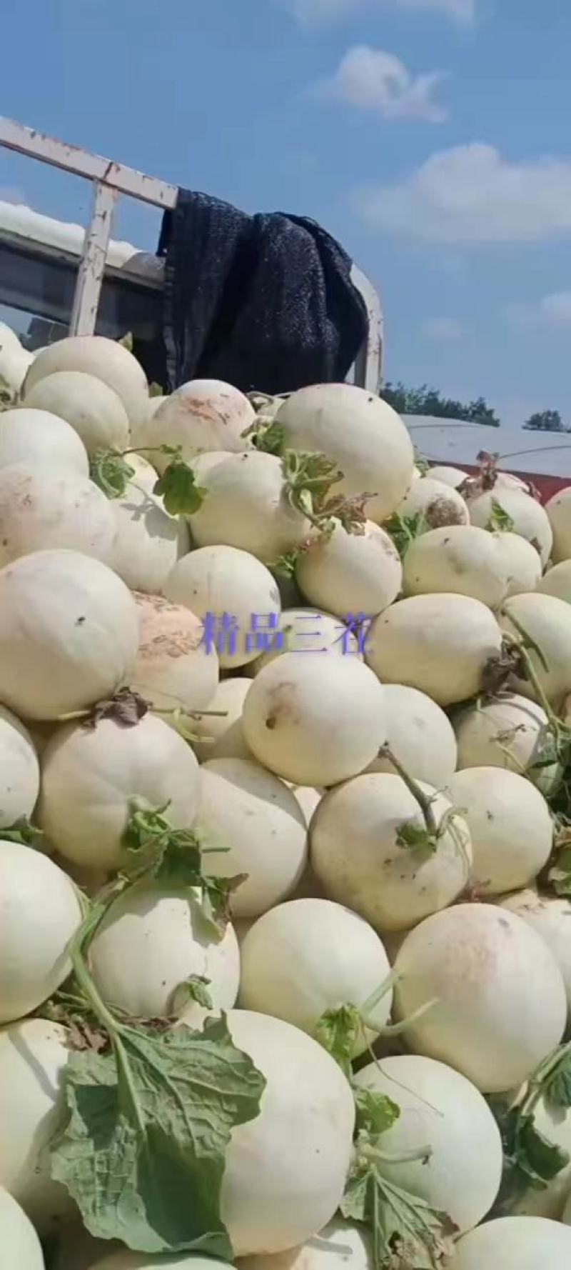 江苏东台玉菇甜瓜，基地一手货源保质保量全国发