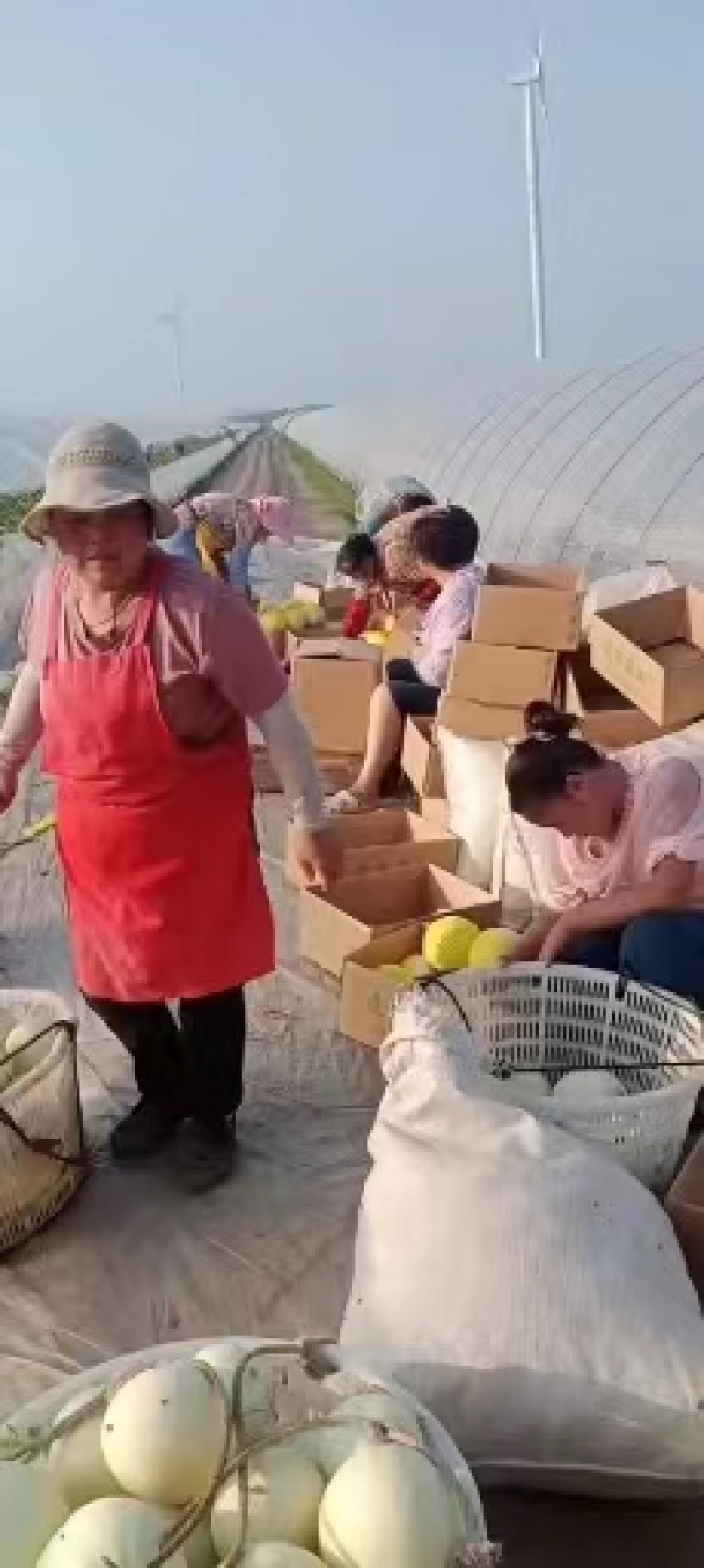 江苏东台玉菇甜瓜，基地一手货源保质保量全国发