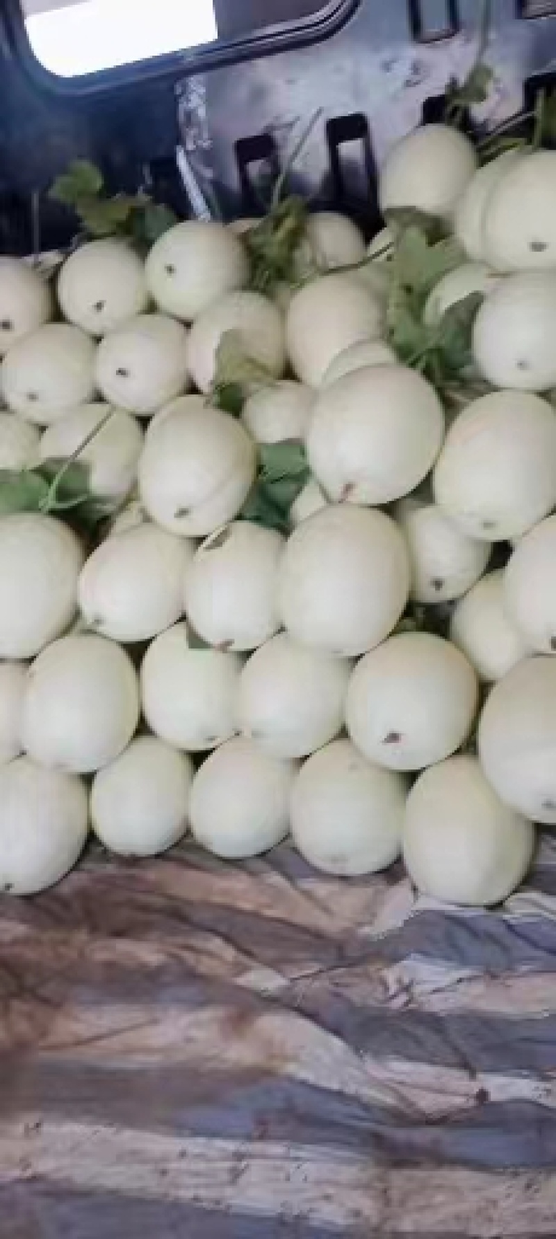 江苏东台玉菇甜瓜，基地一手货源保质保量全国发