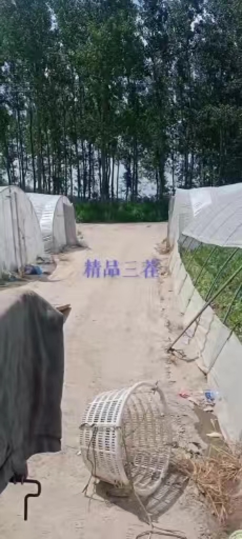 江苏东台玉菇甜瓜，基地一手货源保质保量全国发