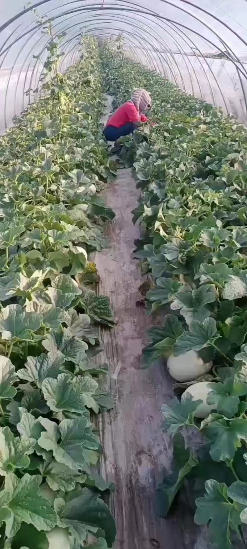 江苏东台玉菇甜瓜，基地一手货源保质保量全国发