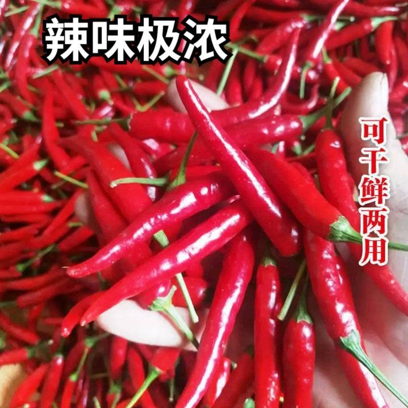 内黄新一代朝天椒种子超辣高辣超辣高产抗病朝天椒辣椒种子