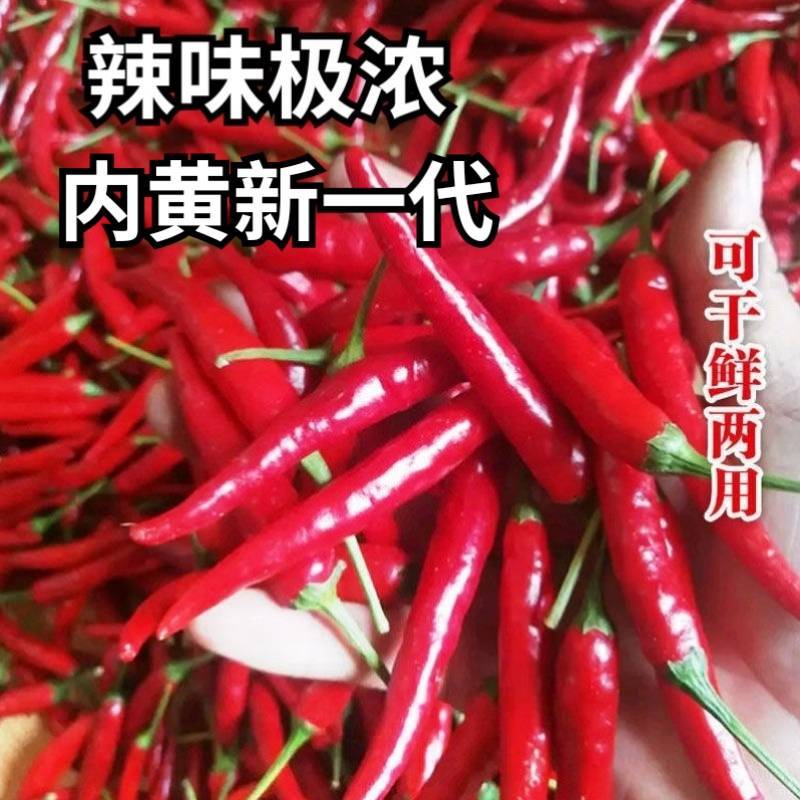 内黄新一代朝天椒种子超辣高辣超辣高产抗病朝天椒辣椒种子