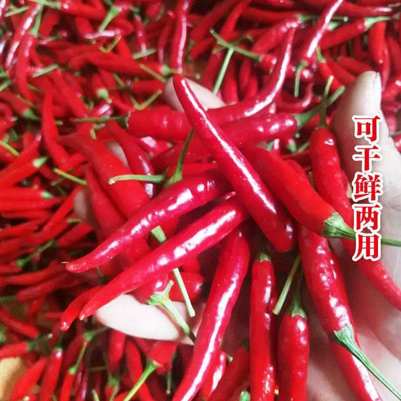 内黄新一代朝天椒种子超辣高辣超辣高产抗病朝天椒辣椒种子