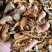 【推荐】桃树皮干货包邮上等基地直供欢迎下单