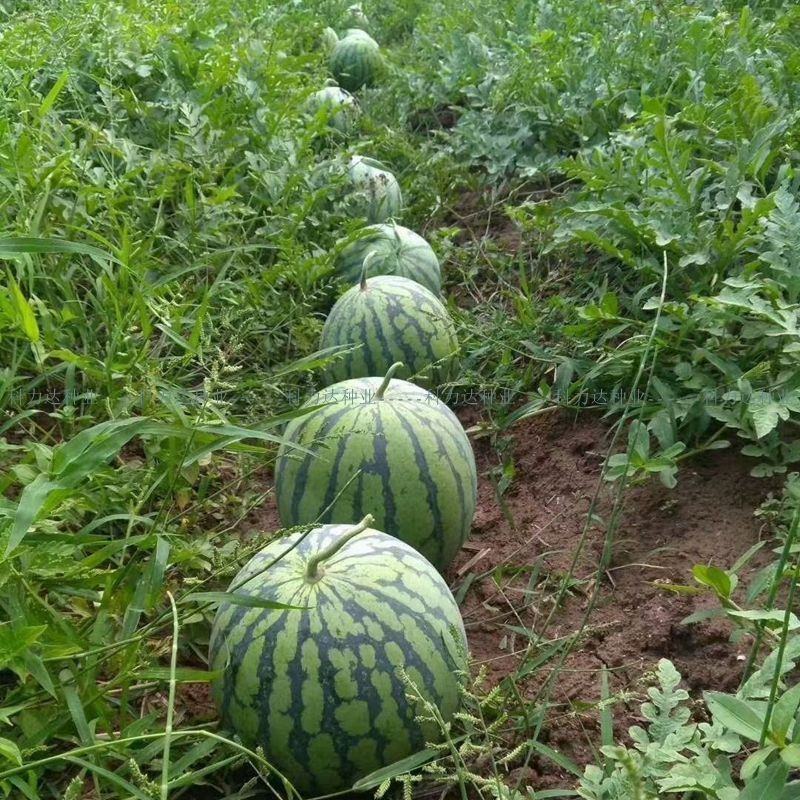 江苏东台8424西瓜，甜度13，果形正，即将大量上市，可预定